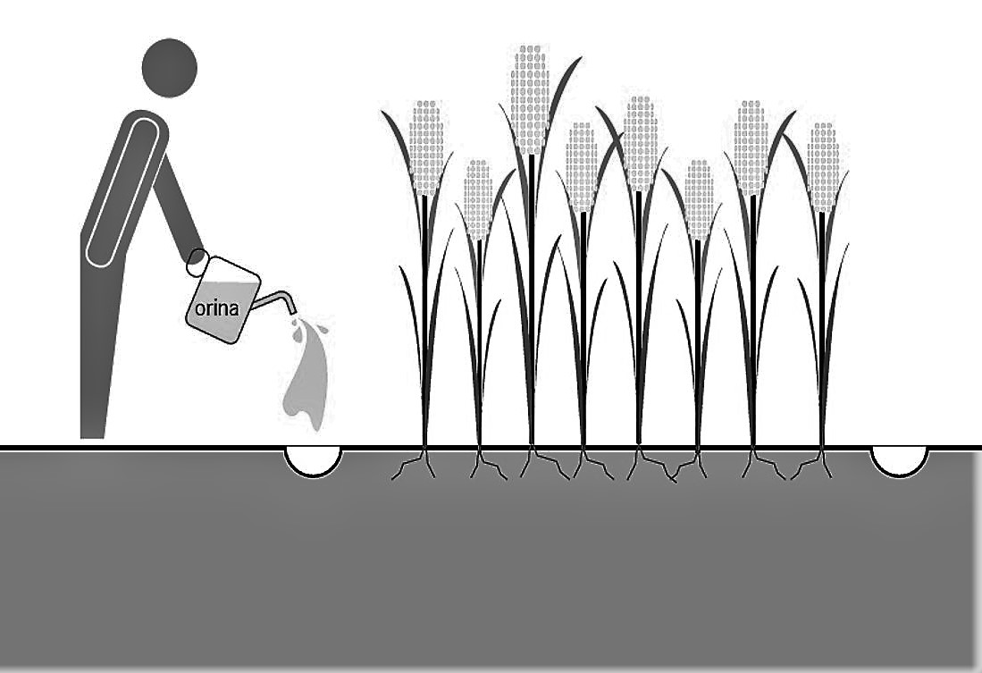 Aplicaci n De La Orina Almacenada SSWM Find Tools For Sustainable 
